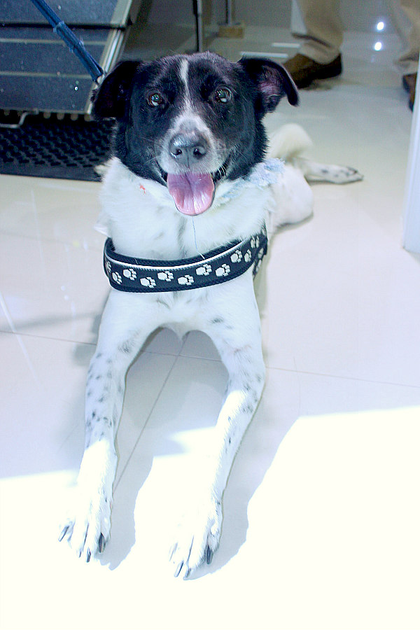 New veterinary hospital opens Caves Village Nassau / Paradise Island